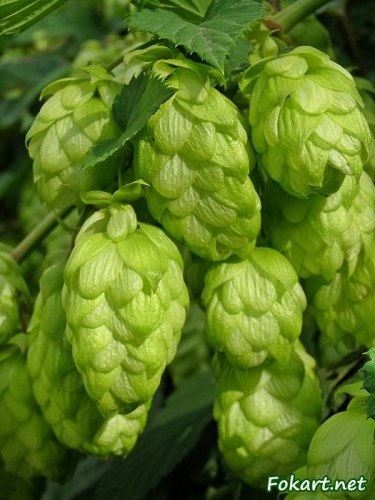 Хмеля шишка