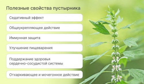 Пустырник (трава)