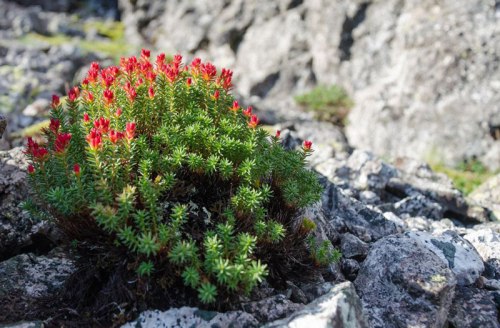 Красная щетка. Родиола четыречленная корень