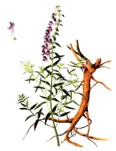 Шлемник байкальский (корень)