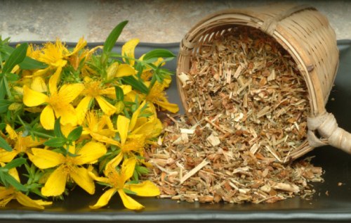 Зверобой трава