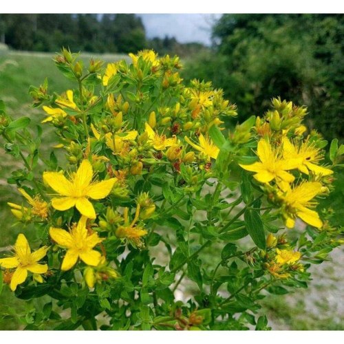 Зверобой трава