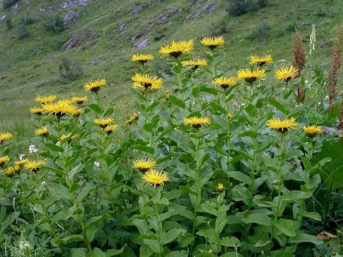 Девясил корень