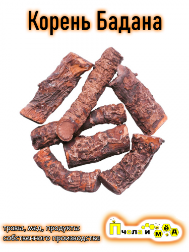 Бадан корень