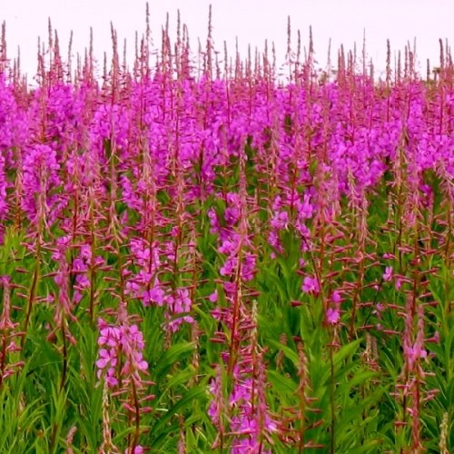 Кипрей ферментированный