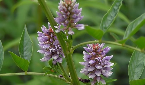 Солодка корень