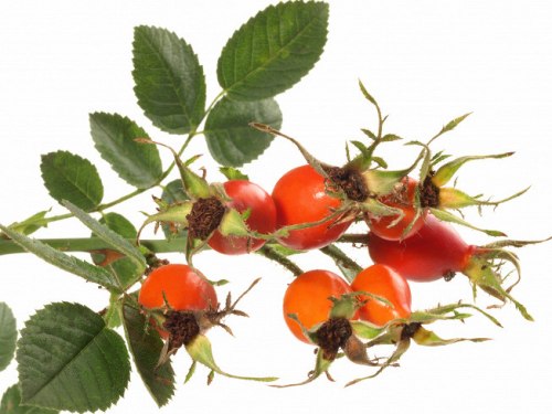 Шиповник плоды
