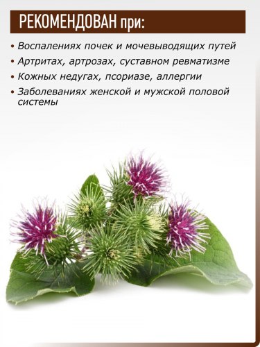 Лопух корень