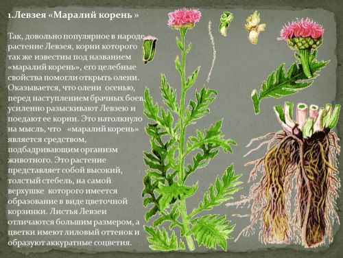Левзея корень (маралий корень)