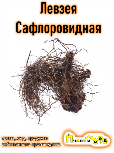 Левзея сафлоровидная (маралий корень)