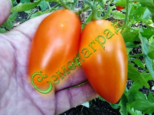 Семена томатов Лисичка (20 семян)