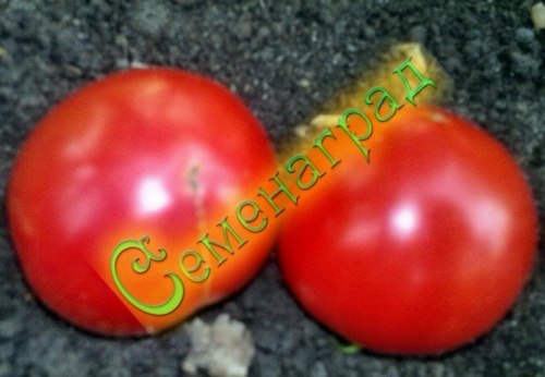 Семена томатов Малиновка (20 семян)
