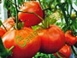 Семена томатов Метелица (20 семян) Семенаград
