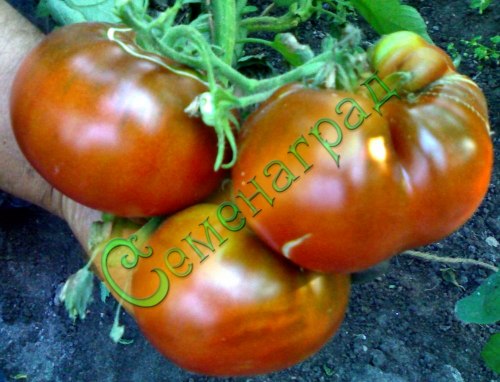 Семена томатов Паслен черный (20 семян) Семенаград