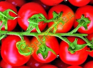 Семена томатов Пиколино плюс (20 семян) Семенаград