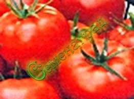 Семена томатов Подснежник (20 семян)