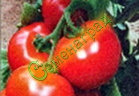 Семена томатов Полюс (20 семян)
