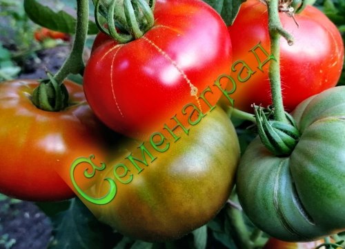 Семена томатов Раннее диво (20 семян)