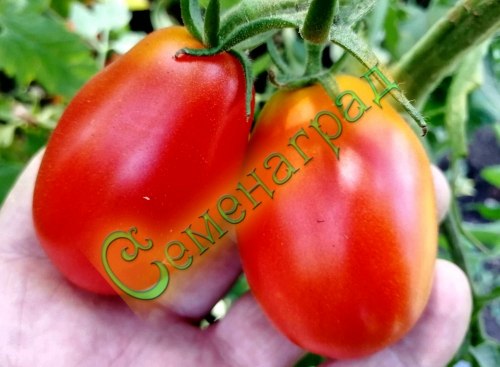 Семена томатов Ромэ (20 семян)