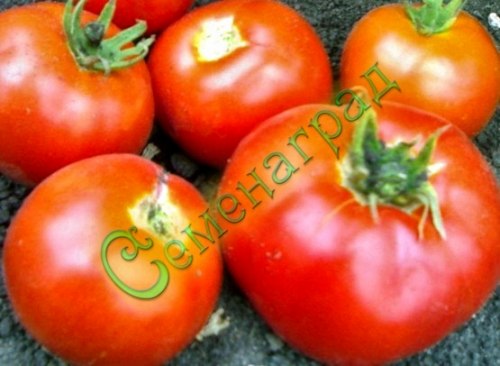Семена томатов Украинец (20 семян) Семенаград