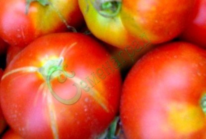Семена томатов 0-33 (20 семян)
