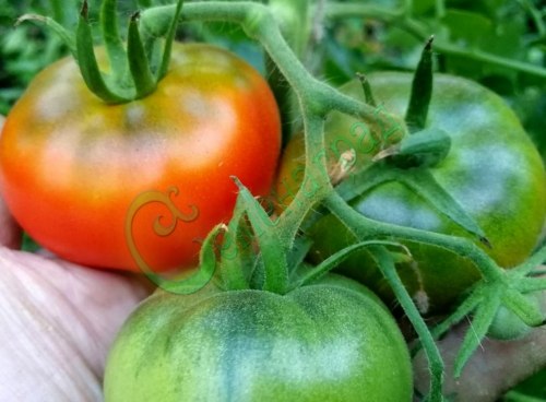 Семена томатов М-85 (20 семян)