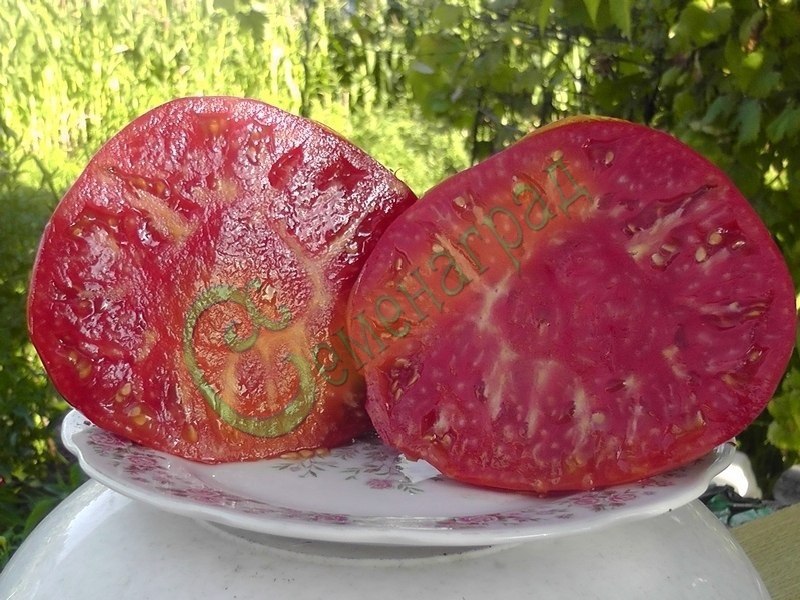 Семена томатов открытого грунта селекции Сараева