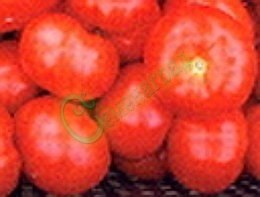 Семена томатов Спиридоновский (20 семян) Семенаград