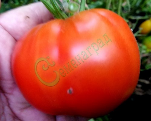 Семена томатов Степняк ( 20 семян)