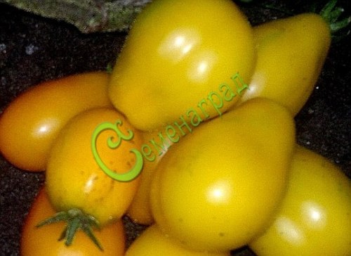 Семена томатов Аветиняй - 20 семян Семенаград