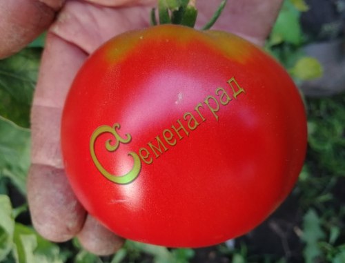 Семена томатов Американец - 20 семян Семенаград