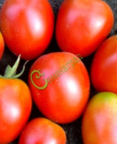 Семена томатов Аргентинская сливка красная - 20 семян Семенаград