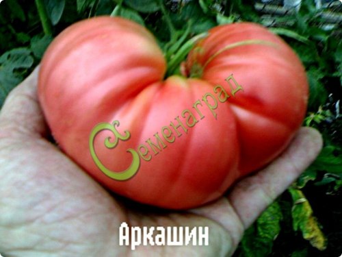 Семена томатов Аркашин - 20 семян Семенаград