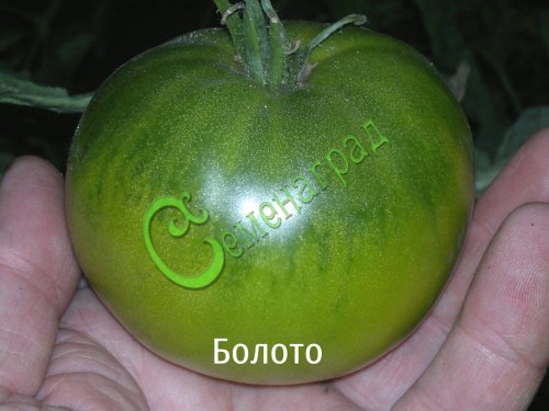 Семена томатов Болото - 20 семян Семенаград