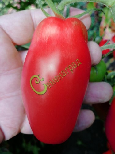 Семена томатов Большая девка - 20 семян Семенаград