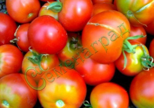 Семена почтой томат Японский комнатный (20 семян), 20 упаковок Семенаград оптовый