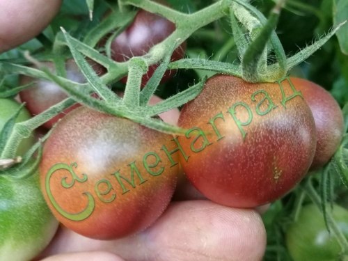 Семена томатов Черри шоколадный (20 семян), 12 упаковок Семенаград оптовый