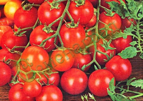 Семена томатов Черри Гарденер Делайт (20 семян), 12 упаковок Семенаград оптовый