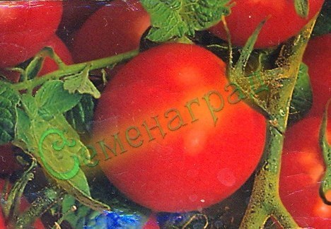 Семена томатов Черри (20 семян), 12 упаковок Семенаград оптовый