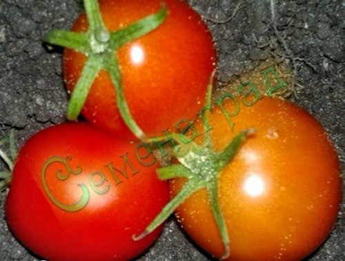 Семена томатов Суб-Арктик Пленти (20 семян), 20 упаковок Семенаград оптовый