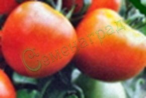 Семена томатов Рытовский (20 семян), 20 упаковок Семенаград оптовый