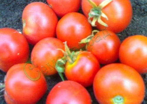 Семена томатов Пламя (20 семян), 20 упаковок Семенаград оптовый