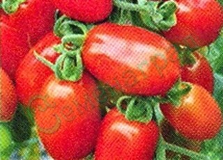 Семена томатов Петолич (20 семян), 20 упаковок Семенаград оптовый