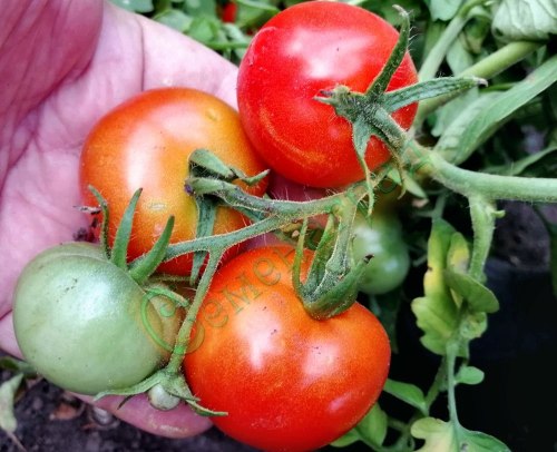 Семена томатов Пендулина Ред (20 семян), 12 упаковок Семенаград оптовый