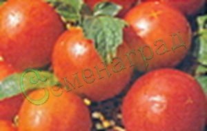 Семена томатов Красная шапочка (20 семян), 20 упаковок Семенаград оптовый
