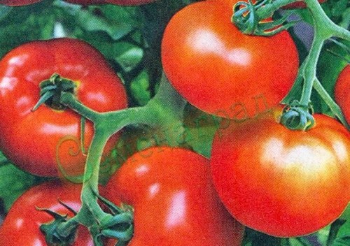 Семена томатов Крайова (20 семян), 12 упаковок Семенаград оптовый
