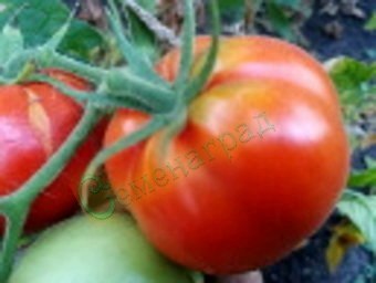 Семена томатов Китайский комнатный (20 семян), 20 упаковок Семенаград оптовый