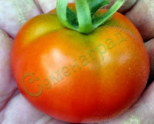 Семена томатов Биг Бой (“Большой мальчик”) - 20 семян, 12 упаковок Семенаград оптовый