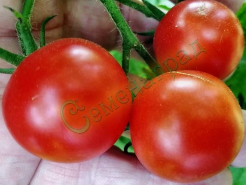 Семена томатов Американский карлик (20 семян), 20 упаковок Семенаград оптовый