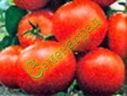 Семена почтой томат Японский карлик (20 семян), 12 упаковок Семенаград оптовый